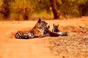 india, tigers, wildlife-2361264.jpg